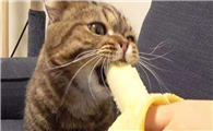 猫能吃香蕉吗