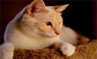 猫咪智商高的6个表现