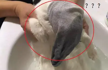 猫咪不肯配合洗澡,妹子想了个办法,洗完澡后猫猫生无可恋了 猫咪不肯配合洗澡,妹子想了个办法,洗完澡后猫猫生无可恋了