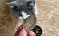 猫咪可以吃猪肝吗