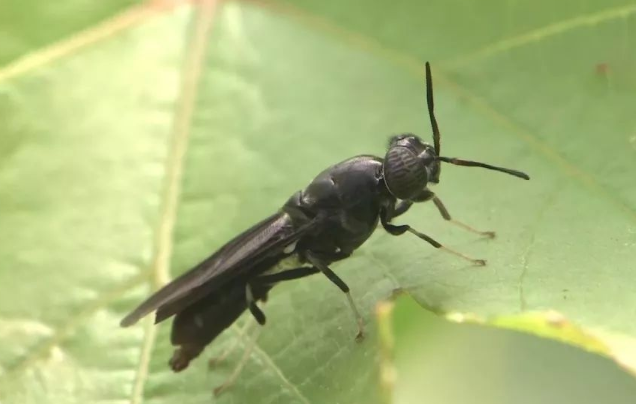 黑水虻是什么目