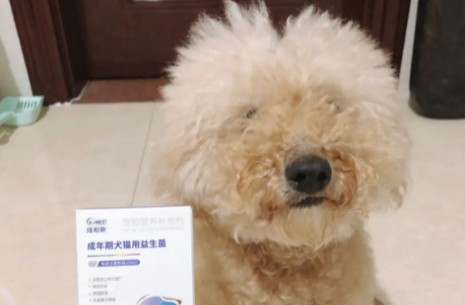 狗狗呕吐一般喂什么药 狗狗呕吐一般喂什么药
