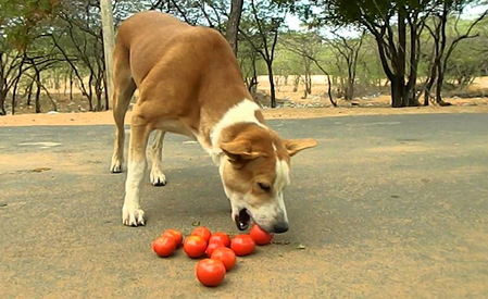 狗狗可以吃西红柿吗