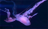 世界上最毒的水母是什么