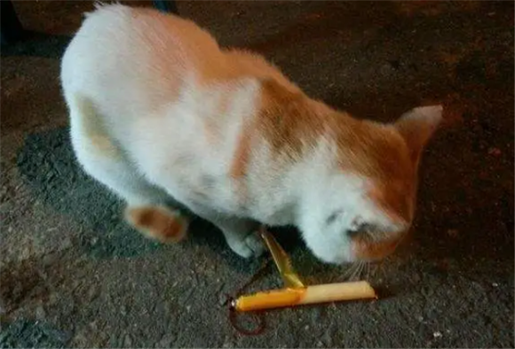 猫偶尔吃一次火腿肠可以吗