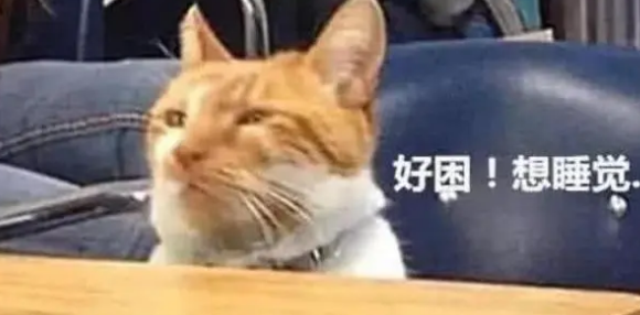 男子带猫咪去上课,没过多久就困得眼泪花花,坚持不住睡着了 男子带猫咪去上课,没过多久就困得眼泪花花,坚持不住睡着了