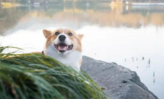 狗狗打嗝是什么原因
