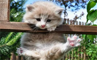 猫咪能吃生鸡蛋吗