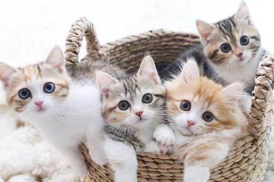 把猫打死了丢在别家好吗 把猫打死了丢在别家好吗