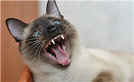 猫咪突然变得很狂躁