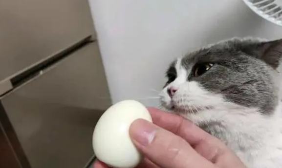猫咪能吃蛋白吗 猫咪能吃蛋白吗