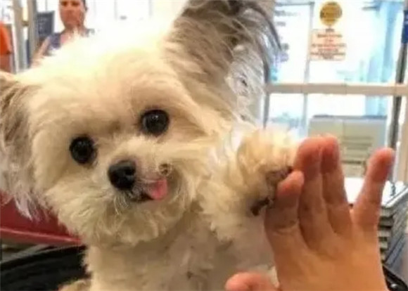 健康的狗狗，通常有6个特征！快看看你的狗占了几个！