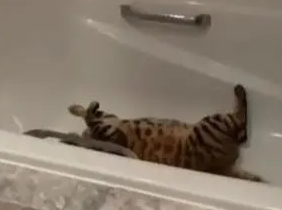 猫咪在浴缸里乱扑腾，被主人“撞破”后一脸尴尬