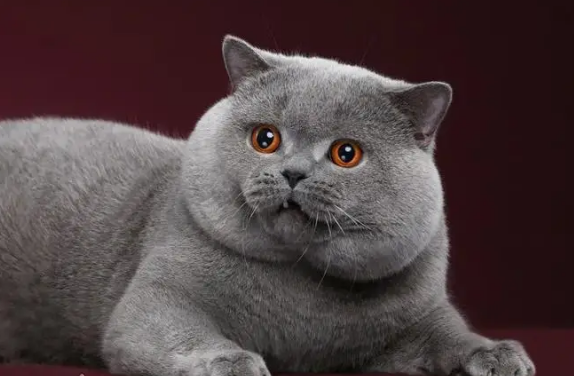 cfa冠军猫一般多少钱 cfa冠军猫一般多少钱