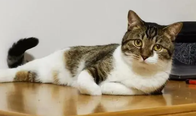 狸花猫和虎斑猫傻傻分不清,看看这5个方面! 狸花猫和虎斑猫傻傻分不清,看看这5个方面!