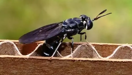 黑水虻幼虫养殖 黑水虻幼虫养殖