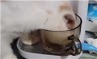 猫咪可以喝蜂蜜水吗