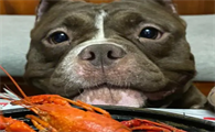 狗狗吃小龙虾中毒的症状