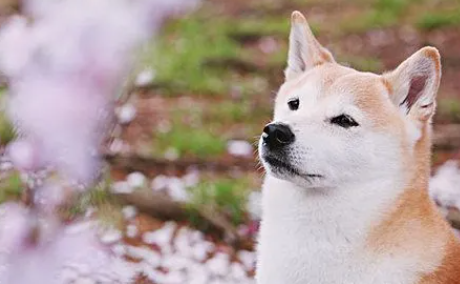 柴犬怎么美容?柴犬美容技巧 柴犬怎么美容?柴犬美容技巧