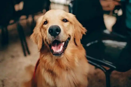 狗狗急性肠胃炎用什么药