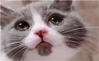 猫咪流眼泪是怎么回事