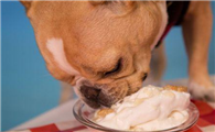 狗狗能吃奶油吗