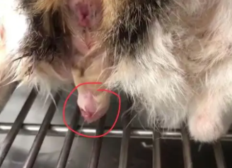 猫咪尿道口红肿发炎怎么治疗
