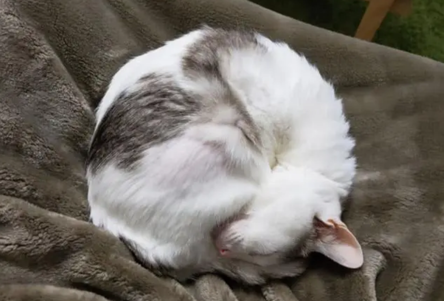 猫咪自来熟好吗 猫咪自来熟好吗