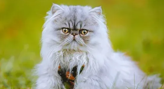 波斯猫的四大禁忌,你不注意会出大事! 波斯猫的四大禁忌,你不注意会出大事!