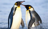 企鹅的特点和生活特征
