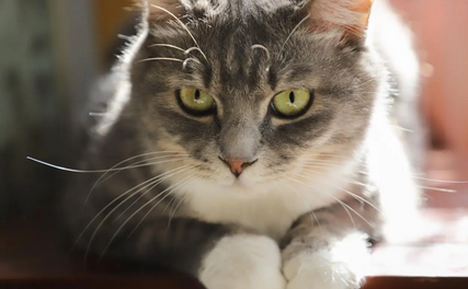 猫尿在花盆里怎么补救