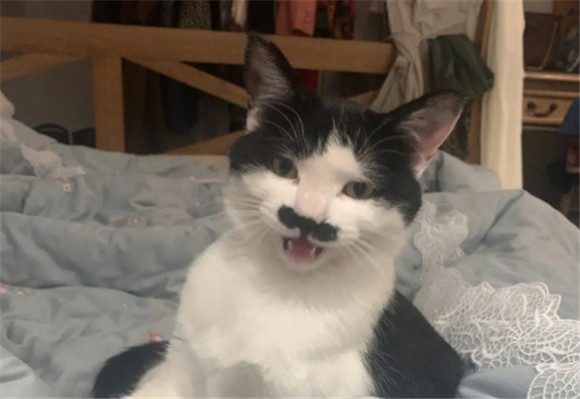 猫咪叫声小 猫咪叫声小