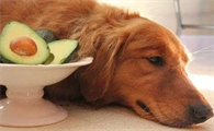 狗狗吃木糖醇能自愈吗