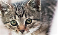 猫咪围着我转圈蹭我是什么意思