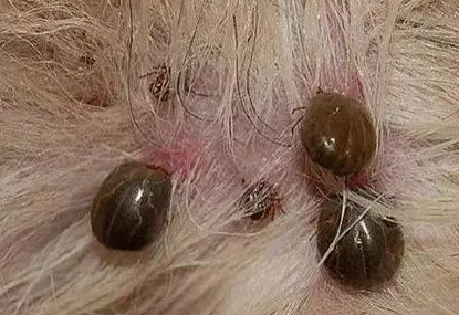 狗狗杀蜱虫最有效的方法