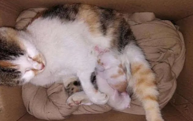 猫咪怕电风扇怎么办 猫咪怕电风扇怎么办