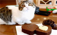 猫能吃巧克力吗