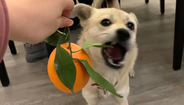 狗狗能吃橘子吗 狗狗能吃橘子吗