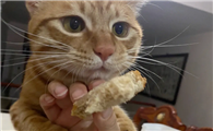猫咪绝对不可以吃面包