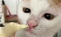 猫咪可以吃馒头吗