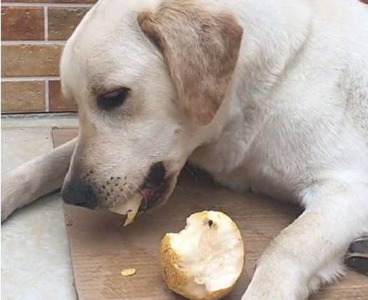 狗狗能吃梨吗 狗狗能吃梨吗