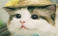 猫咪突然单只眼睛流泪