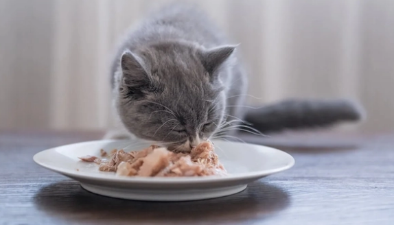 猫咪为什么喜欢人喂饭