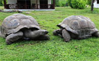 大型乌龟品种推荐：探索五种巨型龟类的魅力