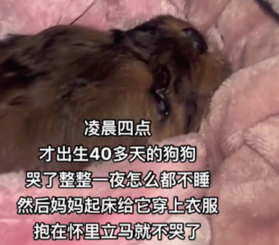 狗狗出车祸骨折,好心人给它身上盖了纸箱防雨 狗狗出车祸骨折,好心人给它身上盖了纸箱防雨
