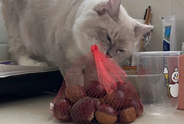 猫能吃板栗吗 猫能吃板栗吗