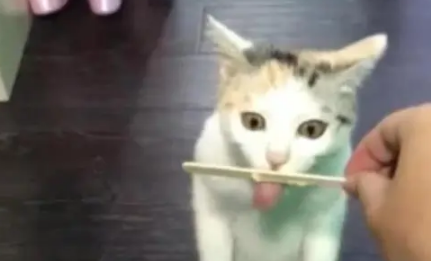 猫咪第一次吃雪糕,吃了一口后眼睛忍不住瞪大:真好吃 猫咪第一次吃雪糕,吃了一口后眼睛忍不住瞪大:真好吃