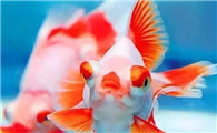 这种金鱼颇具传奇色彩，千万中寻其一无法稳定遗传