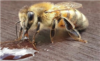 蜜蜂吃了有什么效果