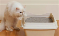 猫砂多久换一次